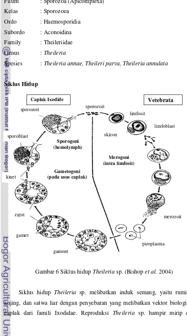 Gambar 6 Siklus hidup Theileria sp. (Bishop et al. 2004) 