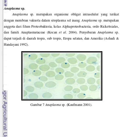 Gambar 7 Anaplasma sp. (Kaufmann 2001). 