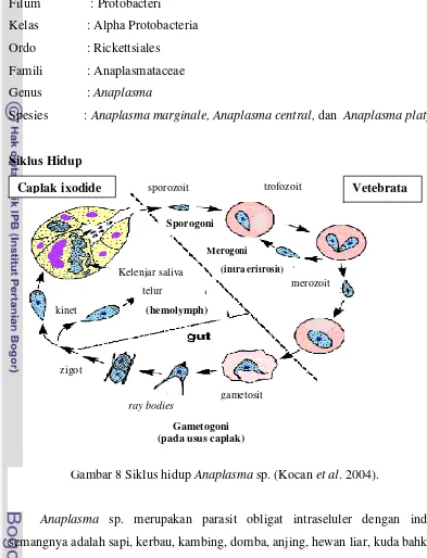 Gambar 8 Siklus hidup Anaplasma sp. (Kocan et al. 2004). 