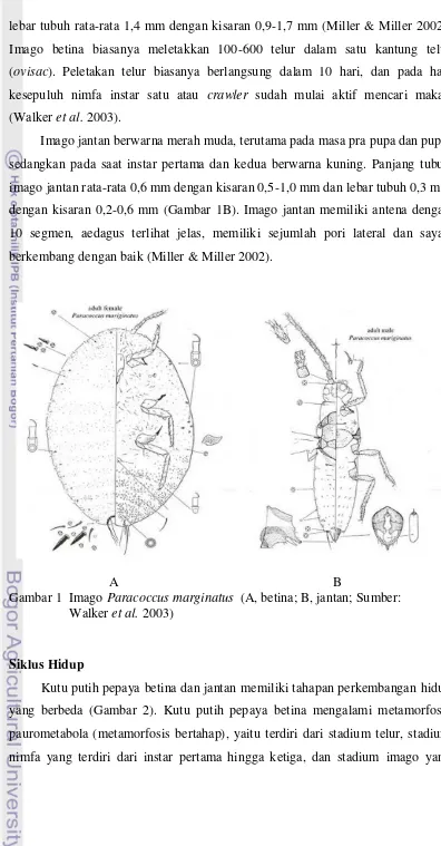 Gambar 1  Imago Paracoccus marginatus  (A, betina; B, jantan; Sumber: 