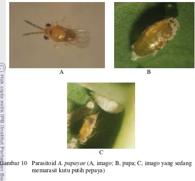 Gambar 10   Parasitoid A. papayae (A, imago; B, pupa; C, imago yang sedang 