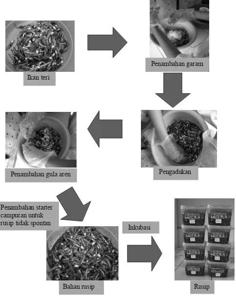 Gambar 3. Total bakteri asam laktat pada rusip spontan dan tidak spontan ikroba (cfu/g)        (dengan penambahan kultur cair) selama fermentasi