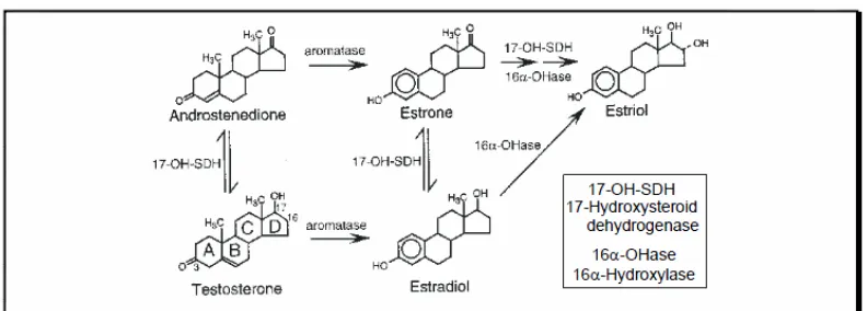 Gambar 3.Alur biosintetis estrogen (dari Goodman & Gilman: Dasar Farmakologi                  Terapi, edisi 10, Jakarta: EGC, 2007) 