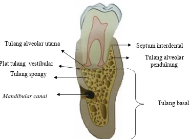 Gambar 4. Bagian  rahang  manusia  dengan  gigi  di dalamnya, garis putus-putus                    menunjukkan  pemisahan  antara  tulang basal dan tulang alveolar (dari                    Ten Cate AR : Oral  histology : development,  structure, and  function,                    ed 4, St.Louis, 1994, Mosby) 