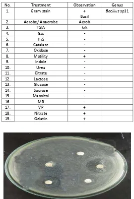 Table 14: Characteristics of endophytic bacteria isolated with B-K12 code 