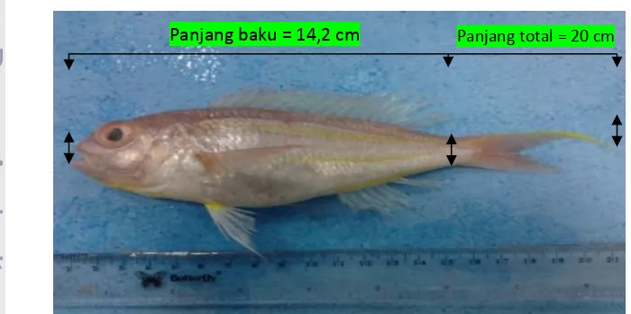Gambar 2.  Morfometrik contoh ikan kurisi yang diamati 