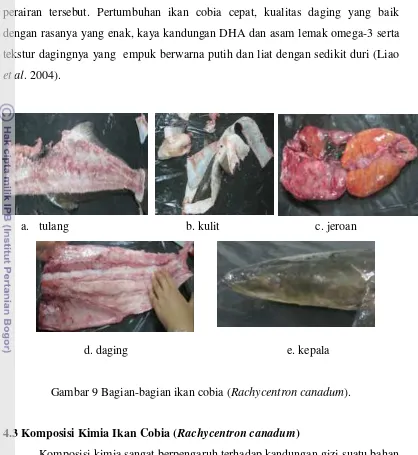 Gambar 9 Bagian-bagian ikan cobia (Rachycentron canadum). 