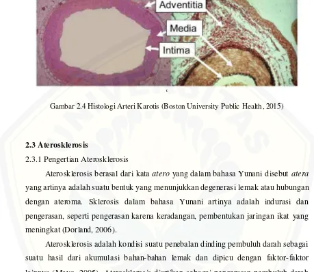 Gambar 2.4 Histologi Arteri Karotis (Boston University Public Health, 2015) 