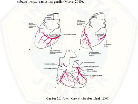 Gambar 2.2. Arteri Koroner (Sumber : Snell, 2006) 