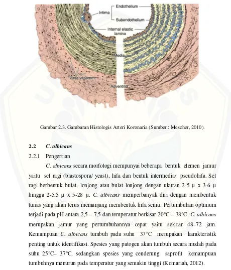 Gambar 2.3. Gambaran Histologis Arteri Koronaria (Sumber : Mescher, 2010). 