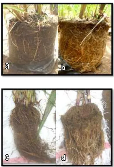 Gambar 3.  Pengaruh lama Penggenangan terhadap Berat kering akar tebu 