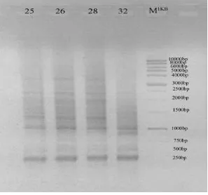 Gambar 2. Profil Genom Isolat Bakteri Hawar Daun Edamame Dari Daerah Jember Berdasarkan Box PCR 
