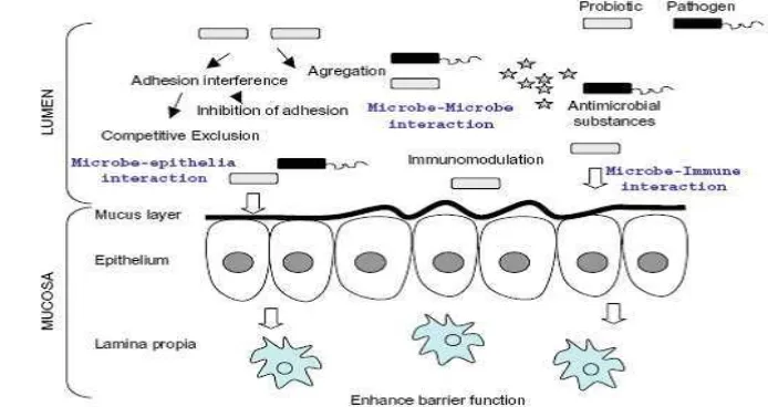 Gambar 1. Mekanisme penghambatan patogen oleh probiotik (Collado et 