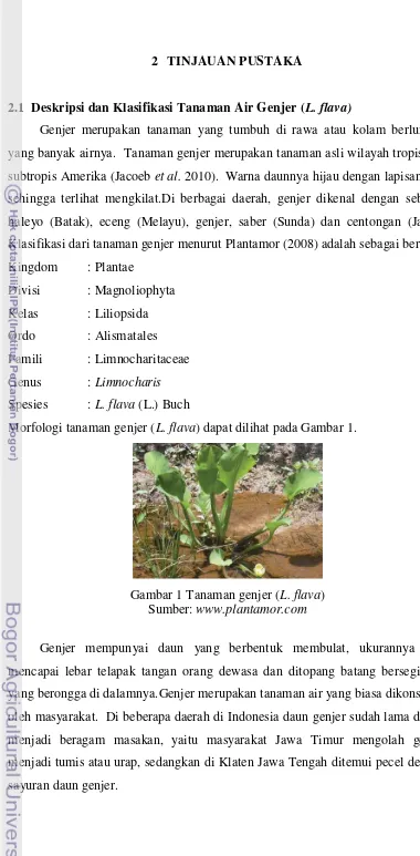 Gambar 1 Tanaman genjer (L. flava) 