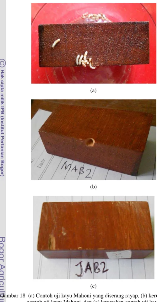 Gambar 18  (a) Contoh uji kayu Mahoni yang diserang rayap, (b) kerusakan  contoh uji kayu Mahoni, dan (c) kerusakan contoh uji kayu Jati