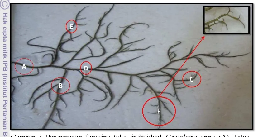 Gambar 3 Pengamatan fenotipe talus individual Gracilaria spp.: (A) Talus 