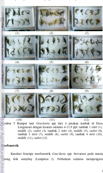 Gambar 5 Rumput laut Gracilaria spp dari 4 petakan tambak di Desa 