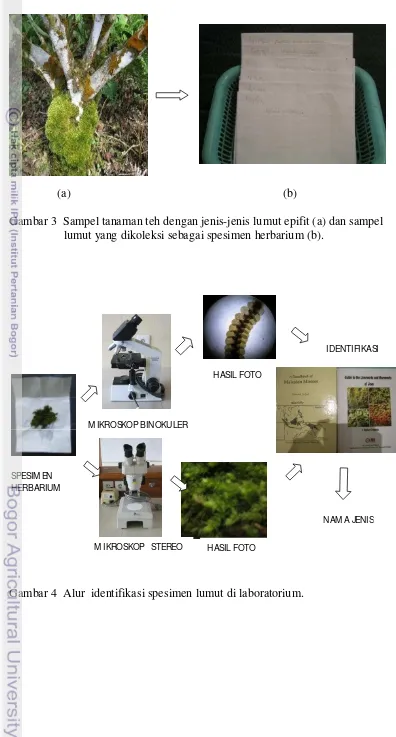 Gambar 3  Sampel tanaman teh dengan jenis-jenis lumut epifit (a) dan sampel  