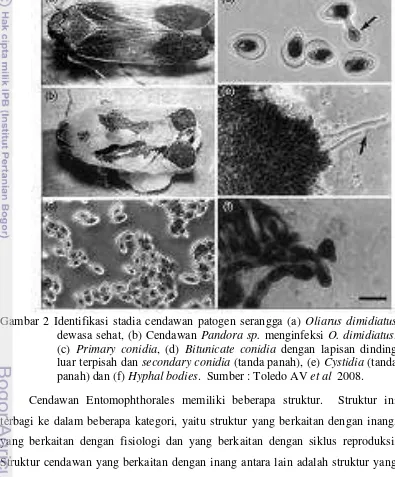 Gambar 2 Identifikasi stadia cendawan patogen serangga (a)  Oliarus dimidiatus 