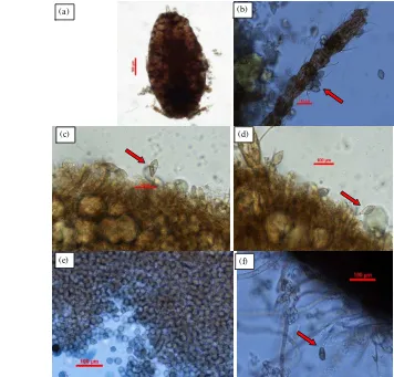 Gambar 4  Stadia cendawan Entomophthorales yang ditemukan saat pengamatan 