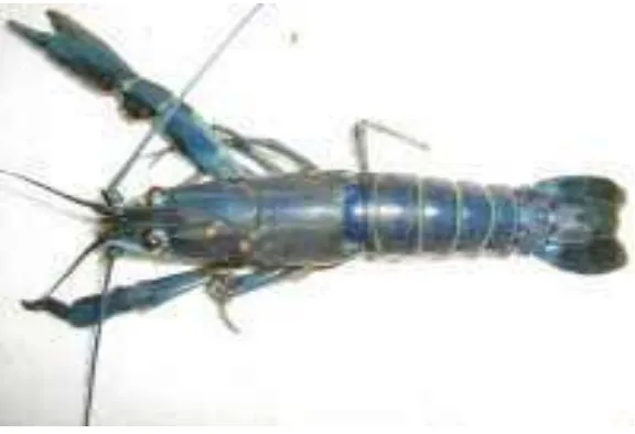 Gambar 1 Lobster Air Tawar (Cherax quadricarinatus) 