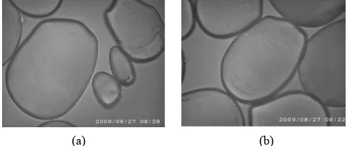 Gambar 1 dan Gambar 2 tidak mengalami perubahan baik Bentuk dan ukuran granula pati seperti yang disajikan pada pati gadung maupun ganyong setelah dimodiikasi ikatan silang