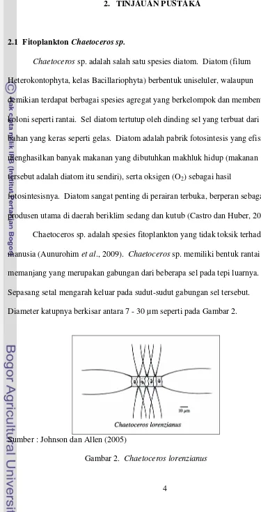 Gambar 2.  Chaetoceros lorenzianus 