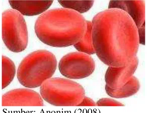 Gambar 1 Sel darah merah domba 