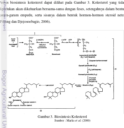 Gambar 3. Biosintesis Kolesterol 