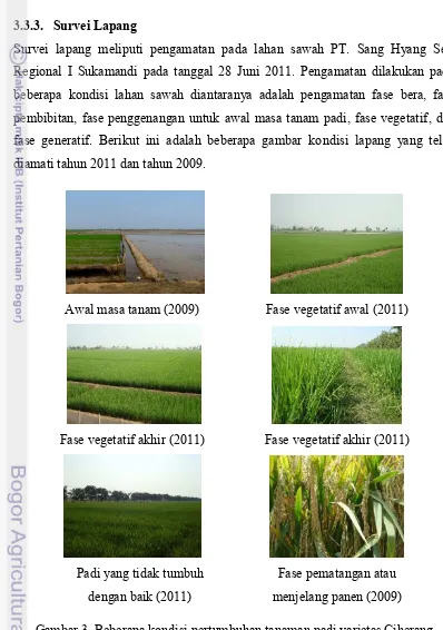 Gambar 3. Beberapa kondisi pertumbuhan tanaman padi varietas Ciherang 