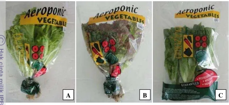 Gambar 12. Kemasan Produk Aeroponic Vegetables, (A). Selada Keriting,  