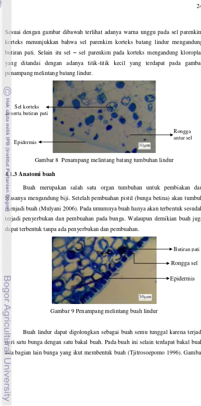 Gambar 9 Penampang melintang buah lindur 