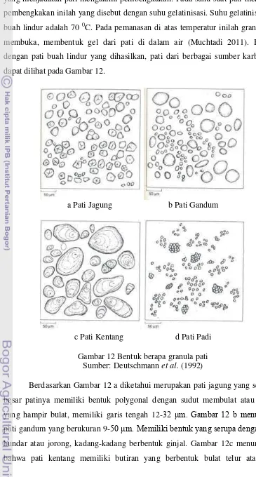 Gambar 12 Bentuk berapa granula pati 