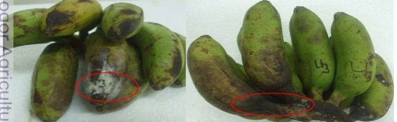 Gambar 3: Gejala penyakit yang menyerang buah pisang selama penyimpanan:    