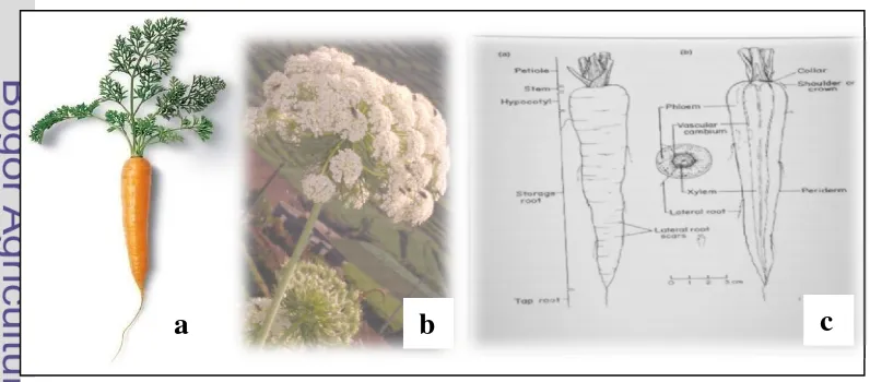 Gambar 1 Tanaman Wortel: (a) Umbi wortel, (b) Bunga, (c) Bagian-bagian 