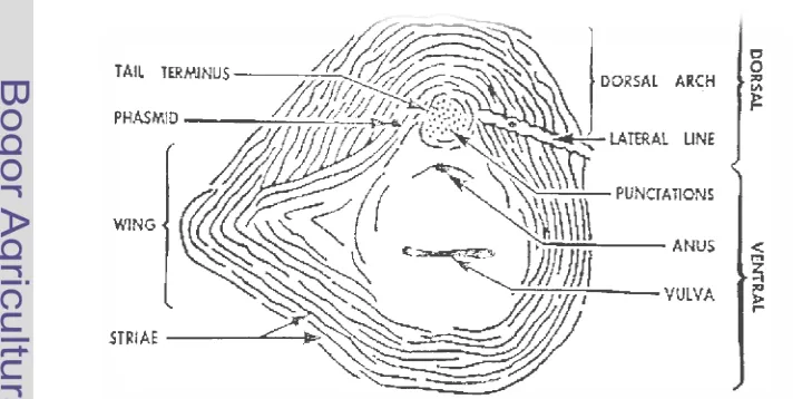 Gambar 2  Morfologi pola perineal Meloidogyne spp.  (Sumber: Eisenback 2003)  
