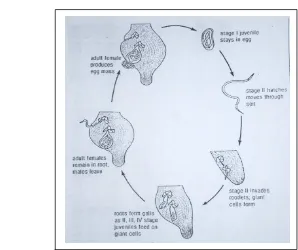 Gambar 3  Siklus Hidup Meloidogyne spp. (Sumber: Eisenback 2003)  