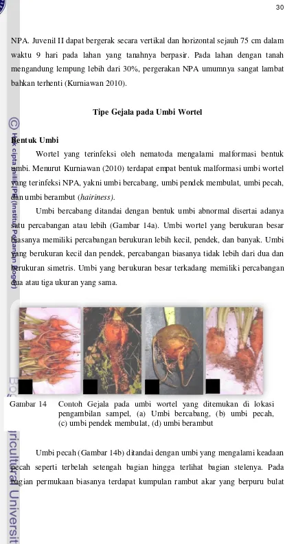 Gambar 14  Contoh Gejala pada umbi wortel yang ditemukan di lokasi 