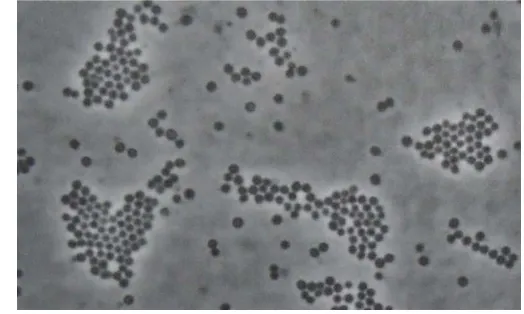 Gambar 1 Staphylococcus aureus di bawah mikroskop  dengan  perbesaran 1000x 