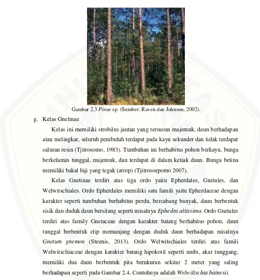 Gambar 2.3 Pinus sp. (Sumber: Raven dan Johnson, 2002). 
