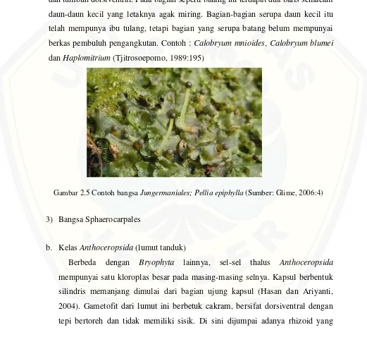 Gambar 2.5 Contoh bangsa Jungermaniales; Pellia epiphylla (Sumber: Glime, 2006:4) 