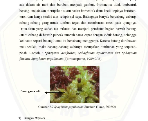 Gambar 2.9 Spaghnum papillosum (Sumber: Glime, 2006:2) 