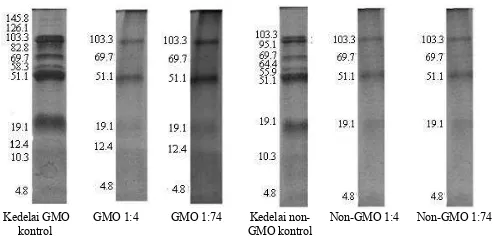 Gambar 3.  Proil berat molekul protein kacang kedelai sebelum dan sesudah glikasi (kDa)