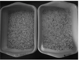 Gambar 3. Fermentasi cair menggunakan inokulum BAL dan khamir (inkubasi pada suhu ruang selama 24 jam) Gambar 3