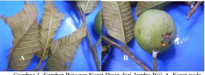 Gambar 1. Sumber Patogen Karat Daun dari Jambu Biji A. Karat pada daun B. Karat pada buah  