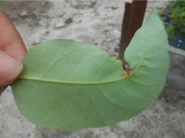 Gambar 2. Daun berpenyakit yang terdapat spora P. psidii di  PT. Toba Pulp Lestari Tbk