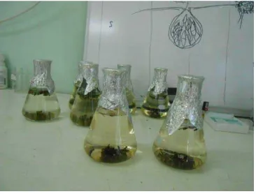 Gambar 4. Pembuatan Inokulum di Laboratorium  Central       PT. Toba Pulp Lestari Tbk