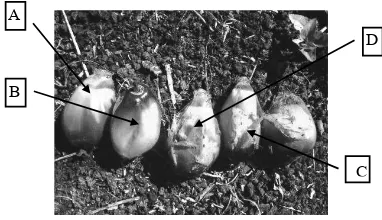 Gambar 1. Subsistem pascapanen kelapa sawit yang tercakup dalam               penelitian                         