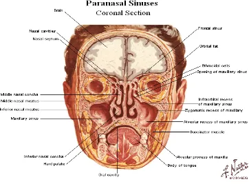 Gambar 2.2 Anatomi Sinus Paranasal 