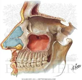 Gambar 2.3 Anatomi Sinus Maksila 